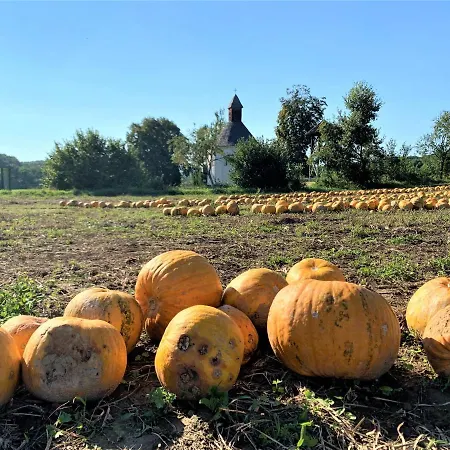 Daire Genius Guest Unique