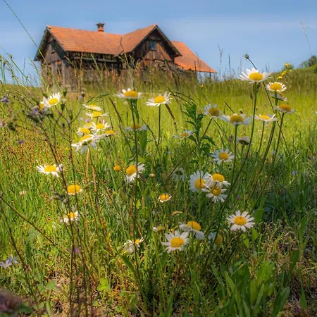 Genius Guest Unique * Banovci