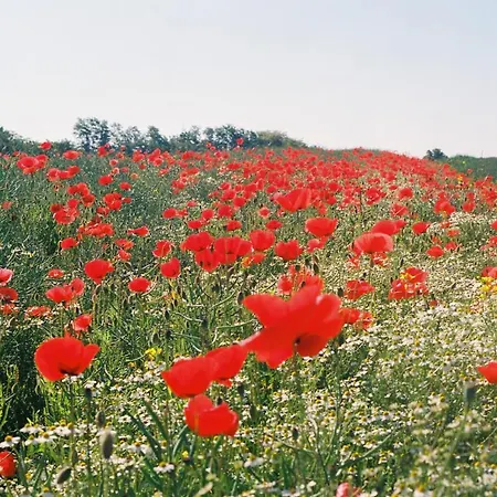 Genius Guest Unique * Banovci