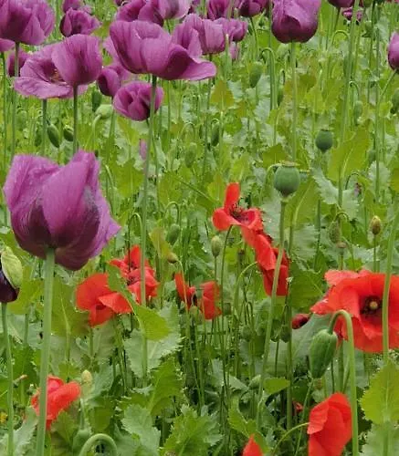 Genius Guest Unique Appartement