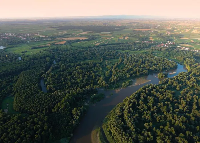 Genius Guest Unique *