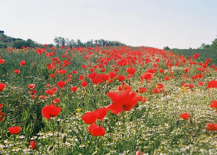 Genius Guest Unique * Бановци